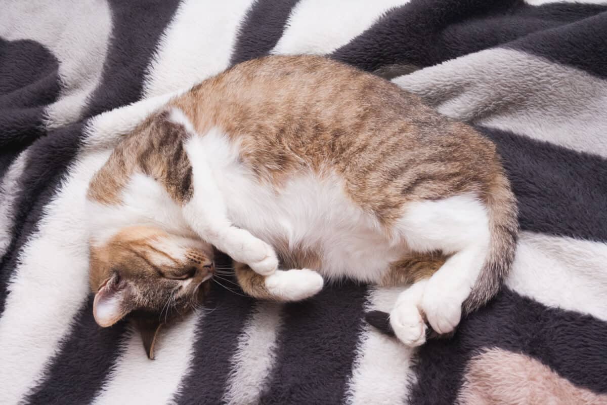 pregnant cat is lying on its back on striped bedspread
