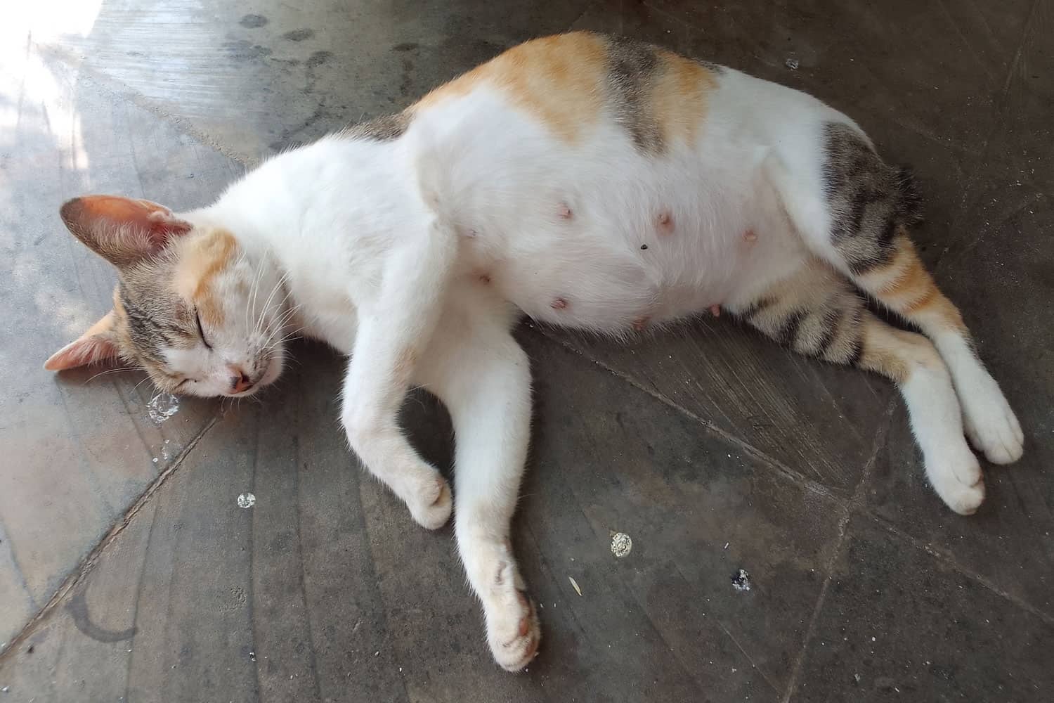 pregnant cat sleeping in the morning
