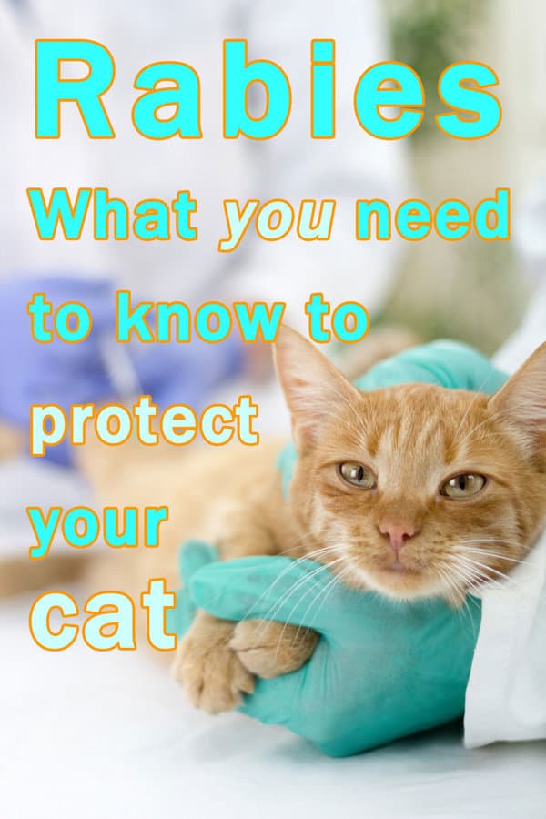 rabies, what you need to know to protect your cat