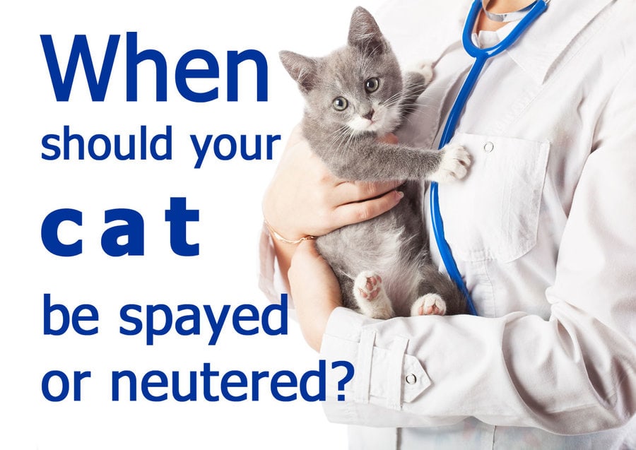 when to spay or neuter a cat?