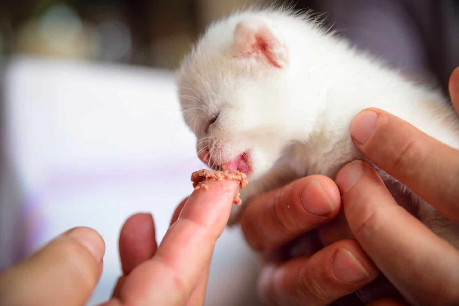 tender and fluffy white kitten eats from the hands of his master
