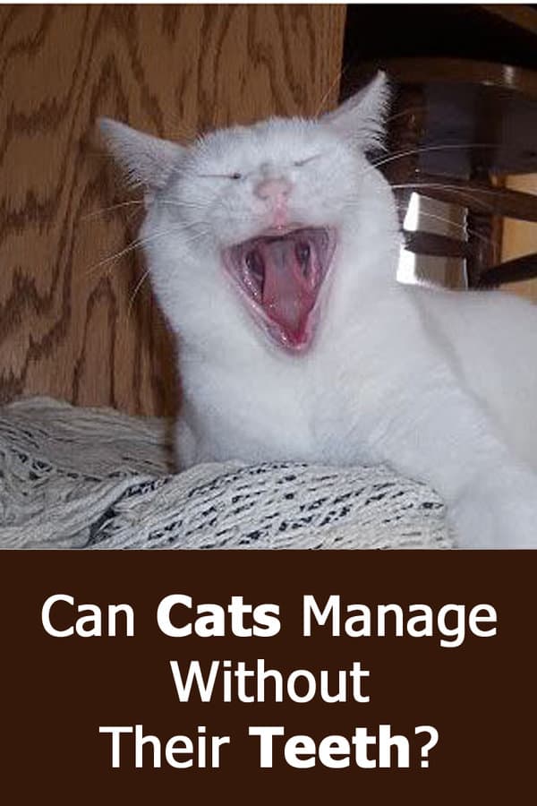 Can cats manage without their teeth?