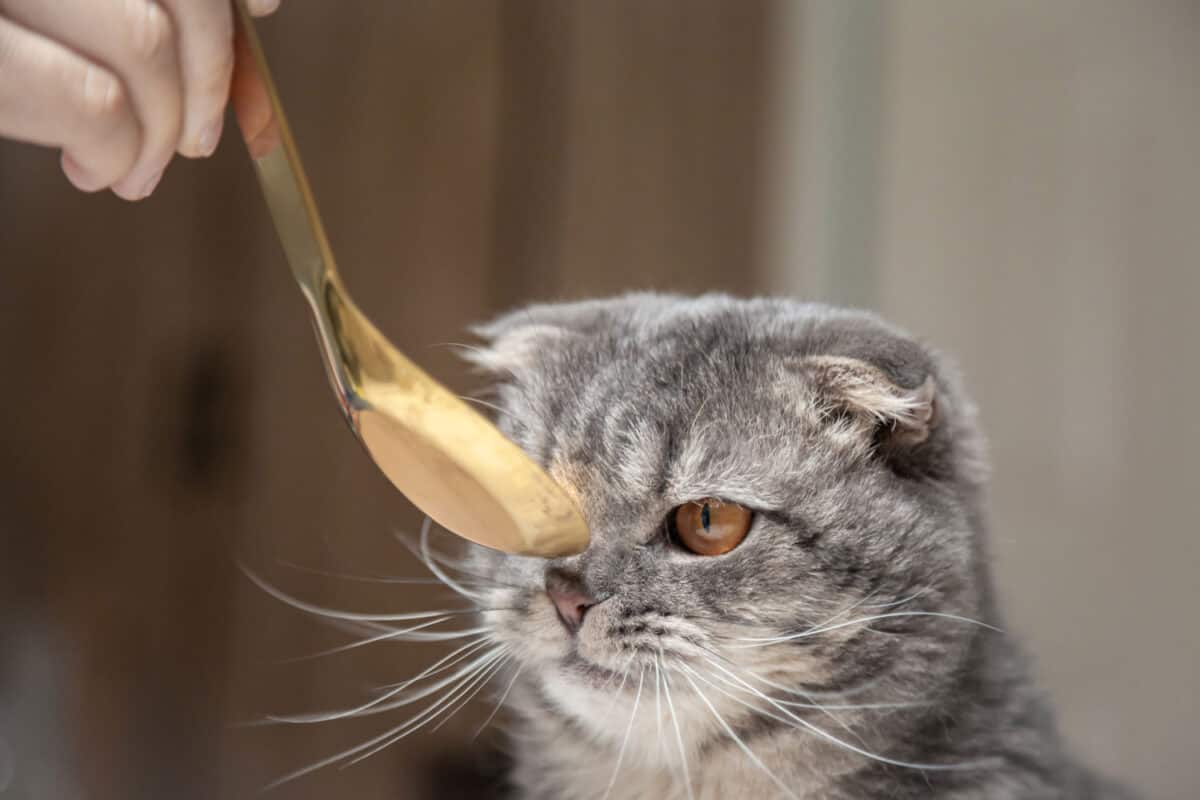The owner is feeding food to an anorexic cat with a golden spoon.