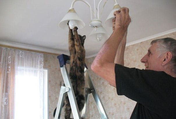 cat doing bulb installation with the owner
