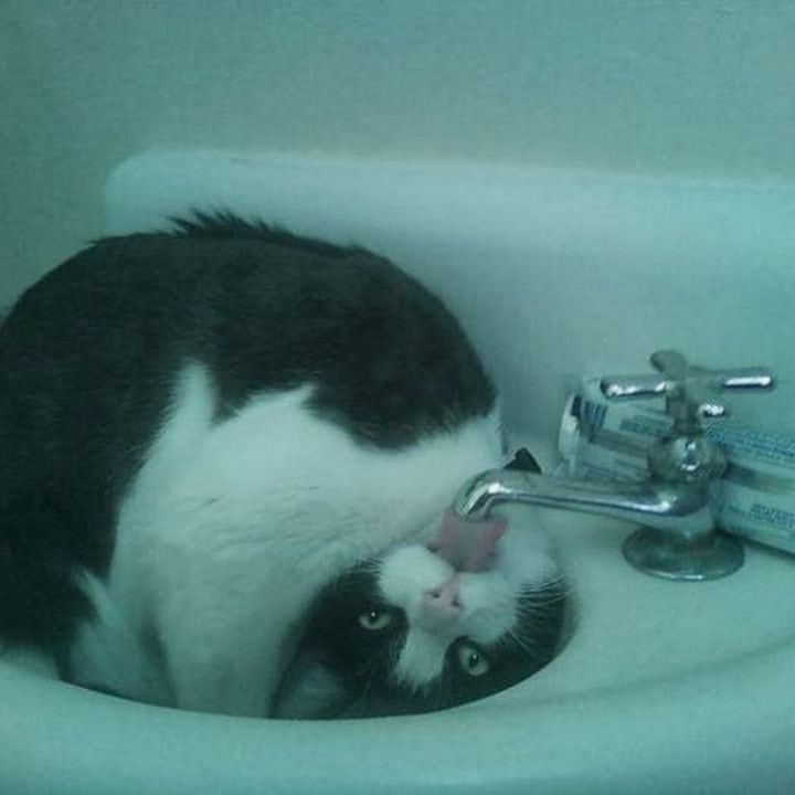 acrobat cat trying to get water on the faucet