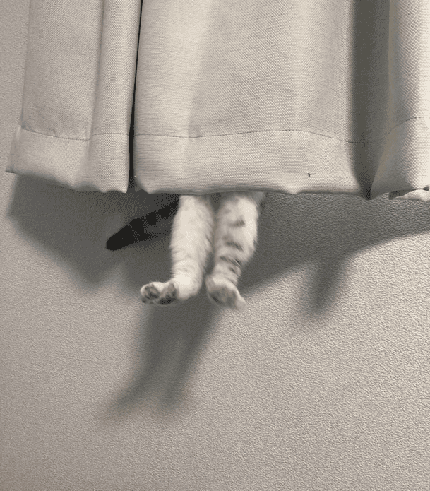 cat hiding on the curtain with its 2 legs sticking out 