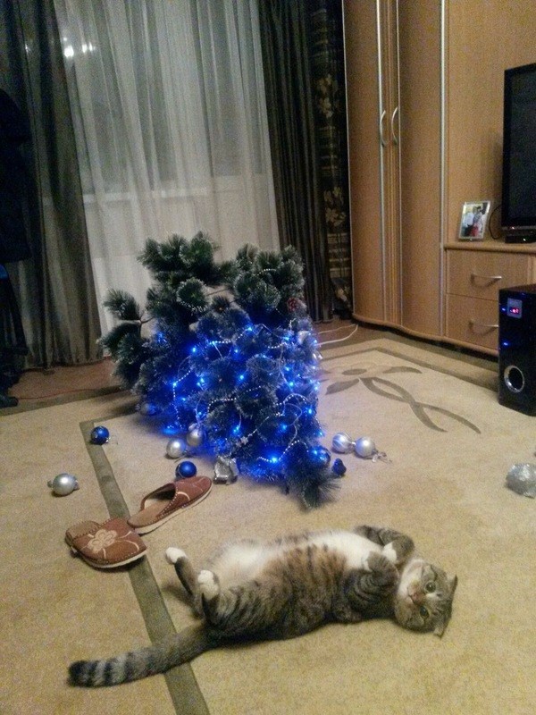 cat lying on the floor with the christmas tree and decors scattered