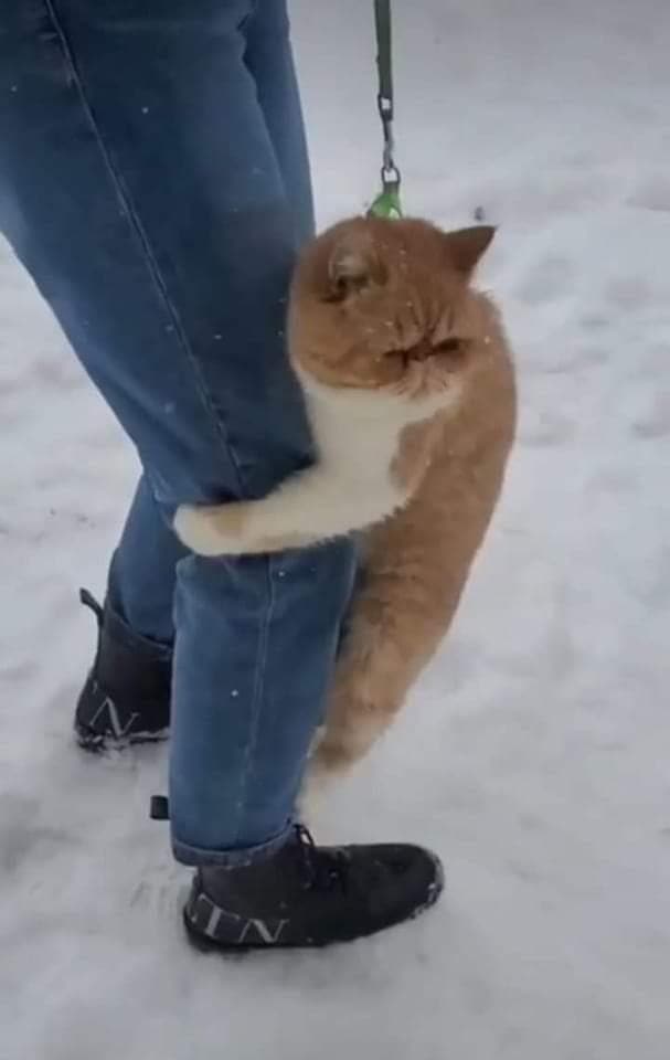 an orange cat clinging on the leg of a woman afraid to step on the snow