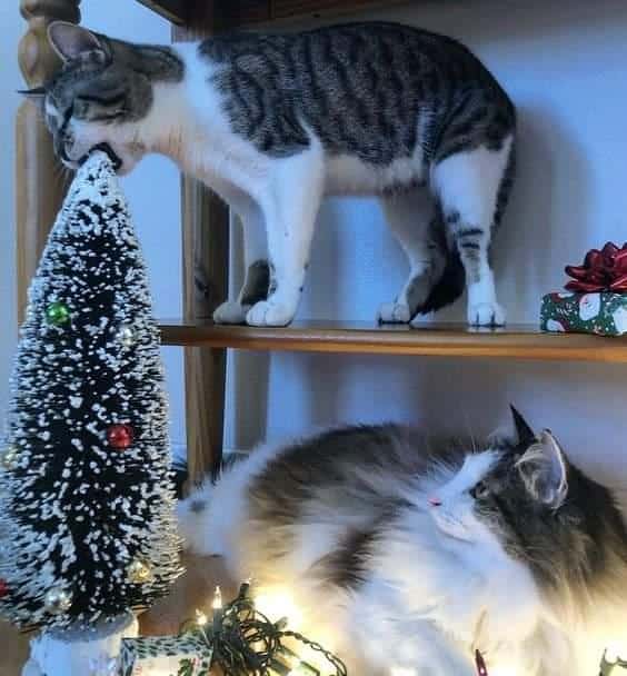 a cat trying to eat the Christmas tree
