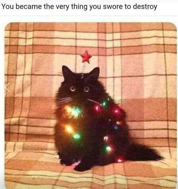 black cat surrounded with Christmas lights and a star perch on its head