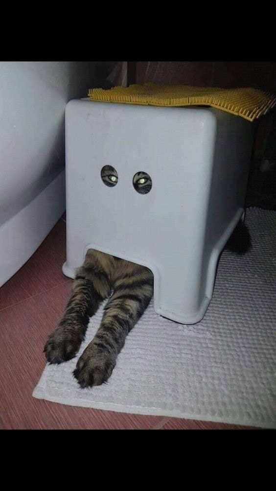 a cat peeking on the 2 holes of the stool