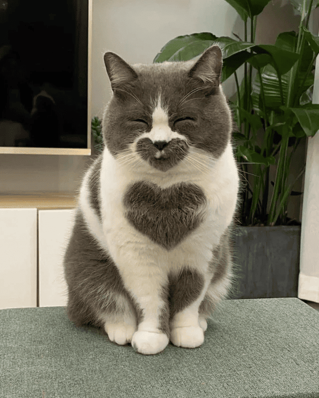a cat smiling with heart marking on his mouth and chest