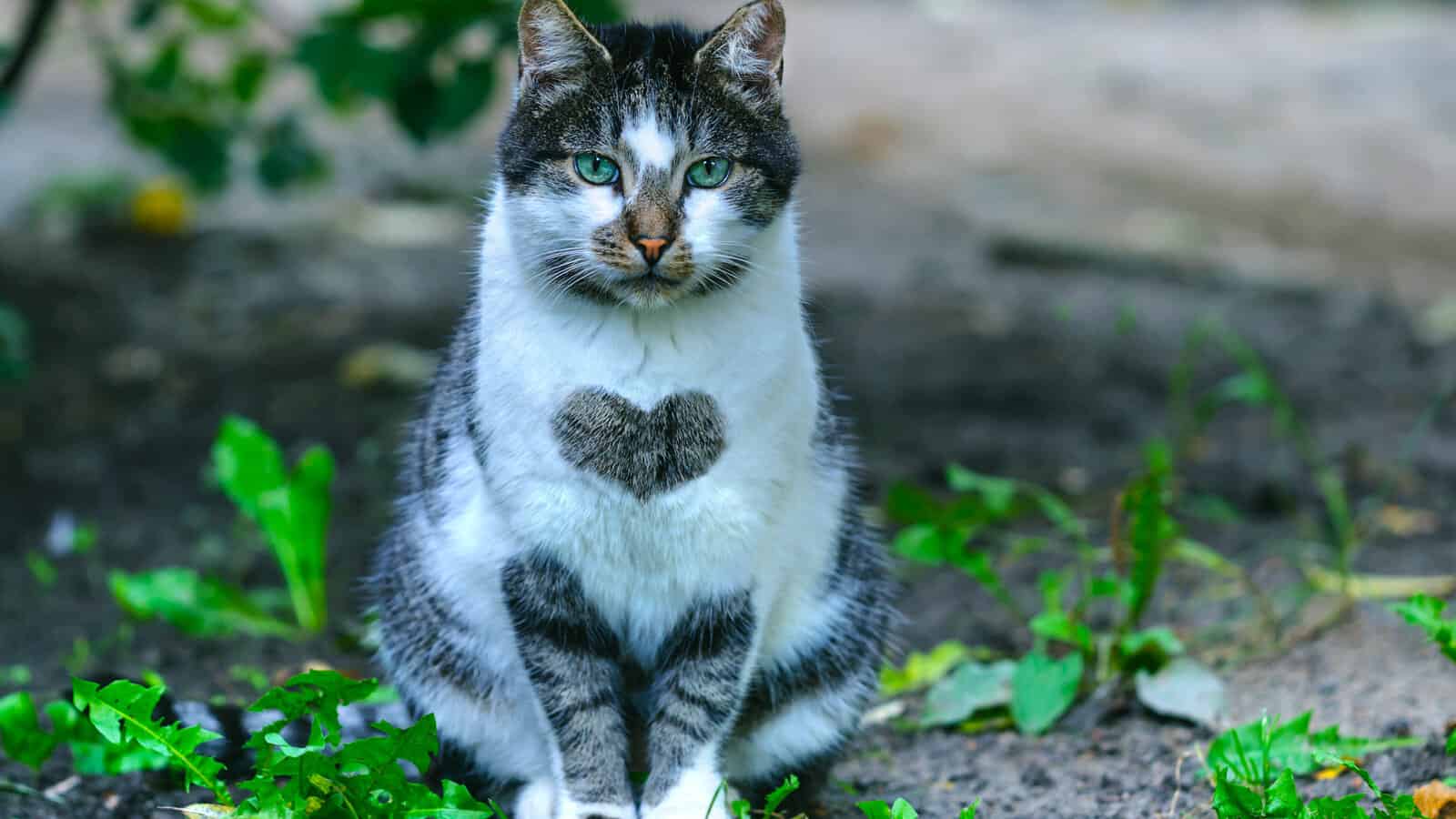 A cat of an unusual color with a heart on the chest1600x900