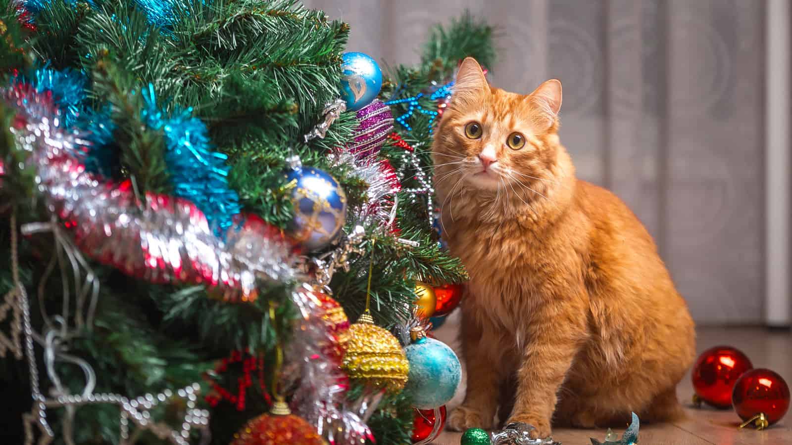 Cat playing with toy balls on tree and broke them