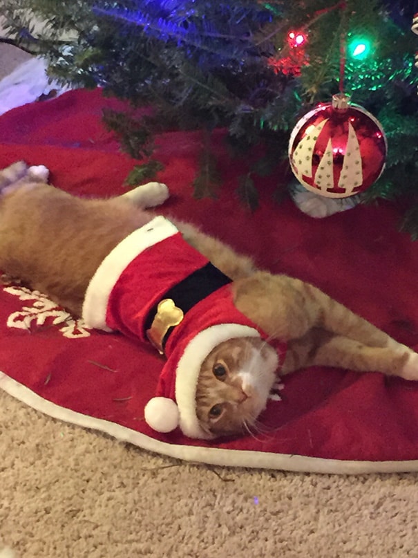 cat wearing Santa Claus costume
