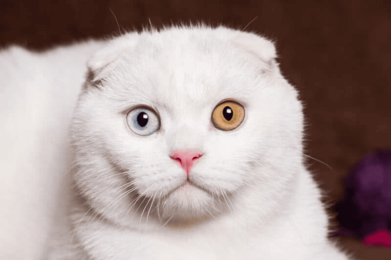 A white Scottish Fold cat with one blue eye and one yellow eye