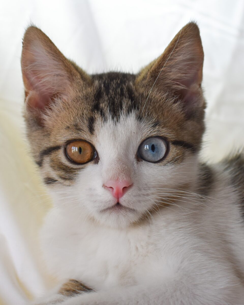 odd-eyed kitten