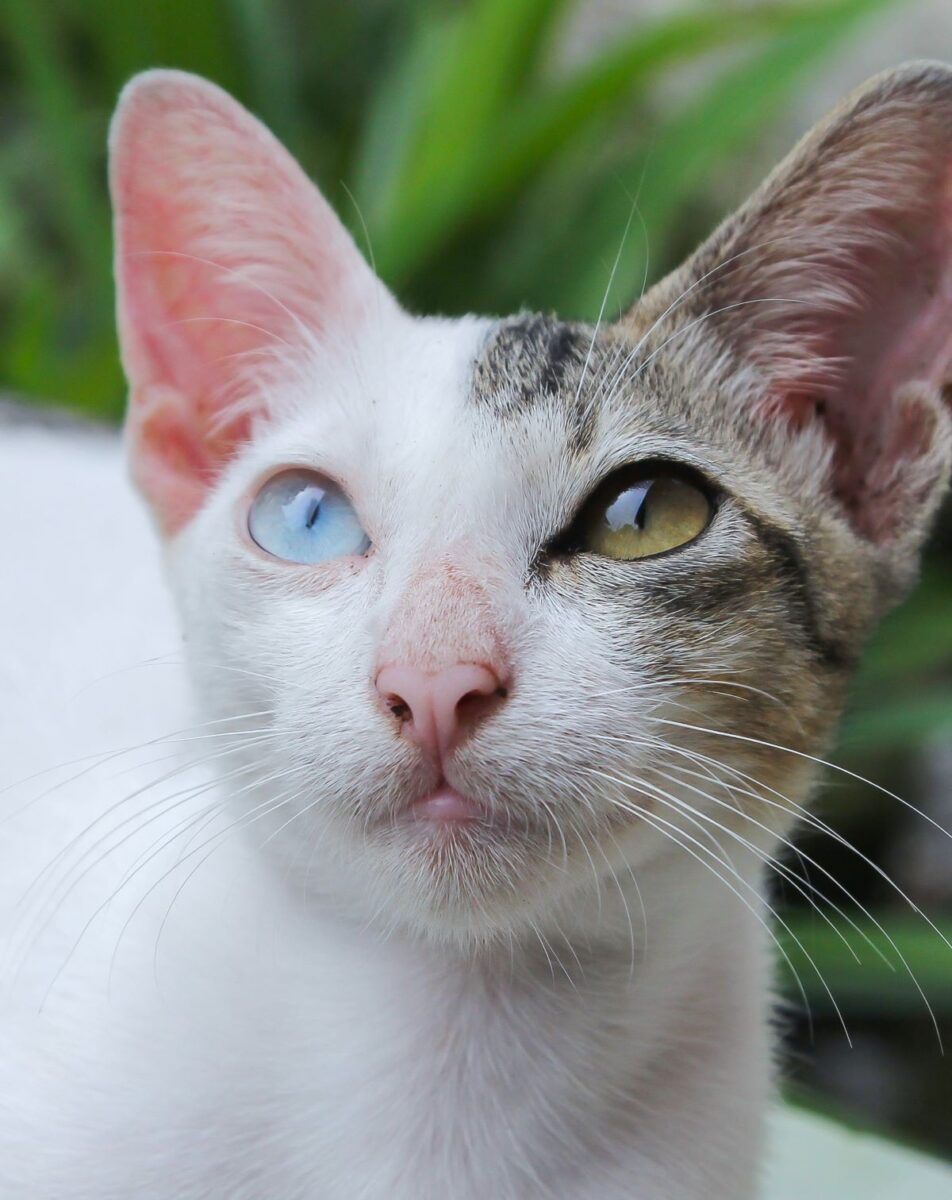 Cat with odd eyes