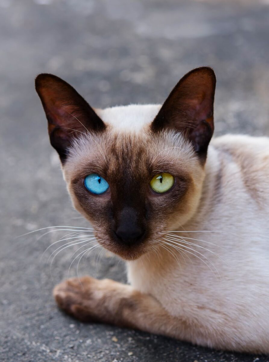 Odd eyed colorpoint cat