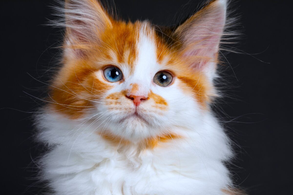 Calico Maine Coon kitten with odd colored eyes