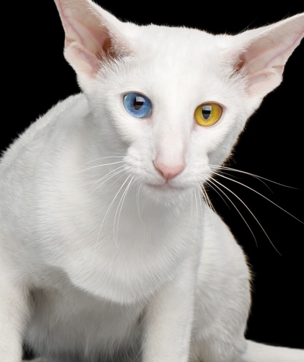 oriental cat with odd eyes