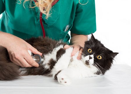 Do Indoor-only Cats Need Rabies Shots? | TheCatSite