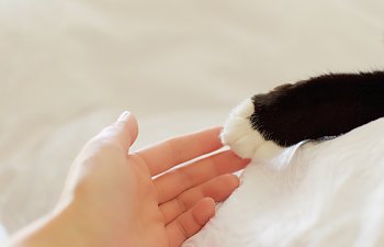 Why You Should Join Thecatsite.com