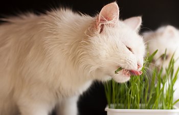 9 Grass Growing Kits That Will Make Your Cat Happy