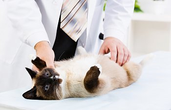 No Money For Vet Care? How To Find Help And Save Your Cat's Life
