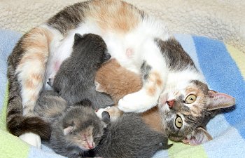 Pregnancy And Delivery In Cats