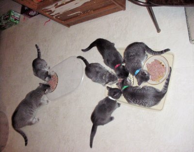 feeding time kittens 12 weeks resized.jpg