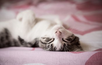 Cat Sleep - More Than Just A Catnap