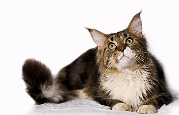 The Maine Coon Cat