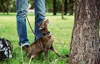 Harness And Leash Training For Cats