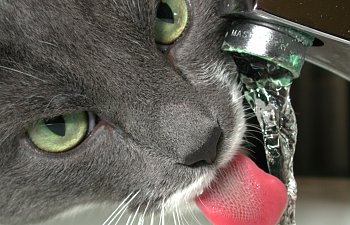 Tips To Increase Your Cat’s Water Intake