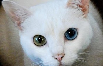 Odd-eyed Cats