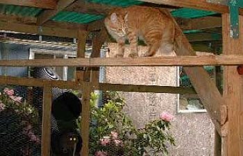 Building A Cat Enclosure