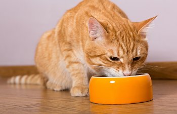 How To Choose The Right Food For Your Cat