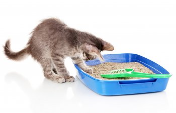 How To Set Up An Effective Litterbox Maintenance Routine