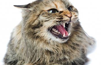 Cat Aggression Toward People