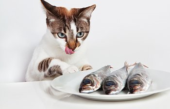Can I Feed My Cat A Fish-based Or Fish-flavored Diet?