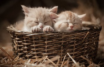 "kittens To Good Homes" - How To Find A Good Forever Home For Your Kittens
