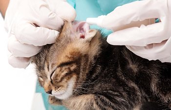 Ear Mites In Cats