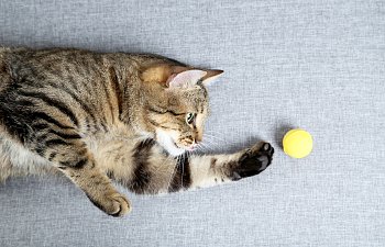 7 Proven Ways To Get Your Cat To Be More Active
