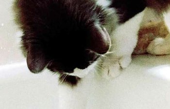 cats-paw-water.jpg