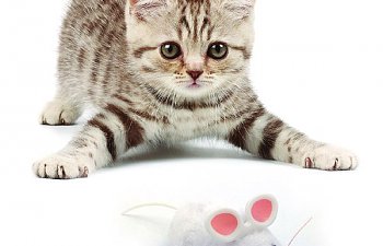 Hexbug-Mouse-Robotic-Cat-To.jpg