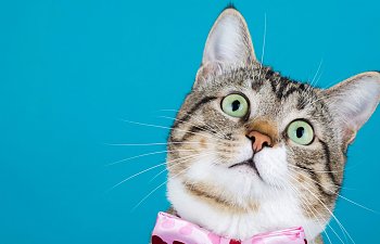 Quiz: If Your Cat Had A Job What Would It Be?
