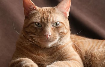 How To Shoot A Beautiful Portrait - Cat Photography 101: Part 2