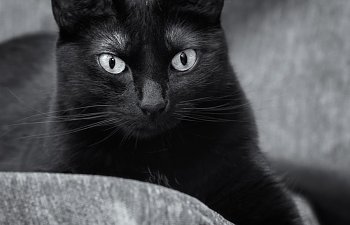 Cat Photography 101: Turning Your Cat’s Habits To Your Advantage