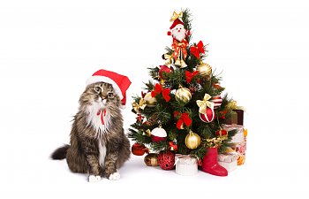 Goofy Cats And Their Christmas Tree Obsessions
